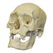 Replica Human Skull - Polynesian Male