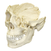 Replica Human Male with Machete Wounds Skull