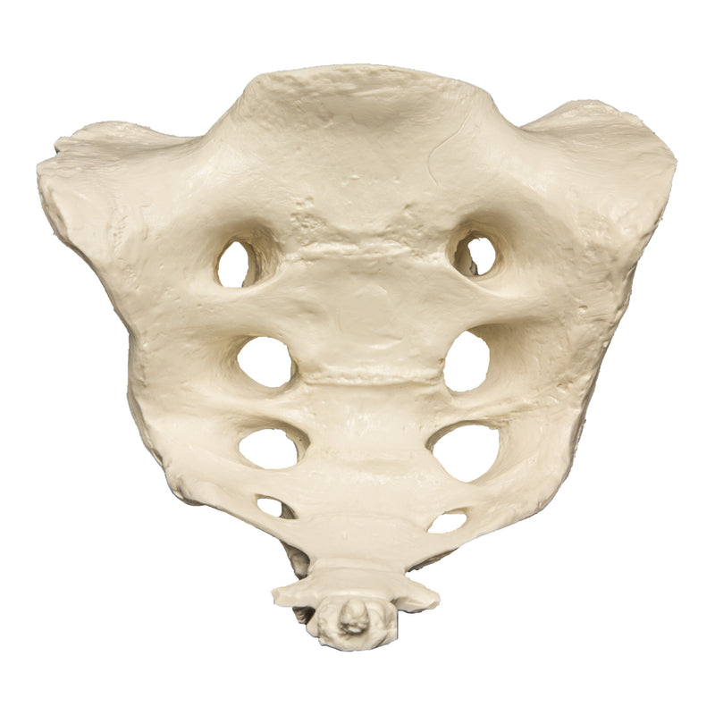 Replica Human Sacrum with Coccyx Vertebrae