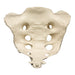 Replica Human Sacrum with Coccyx Vertebrae