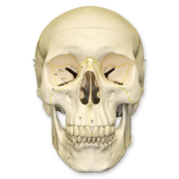 Replica Human Skull Numbered