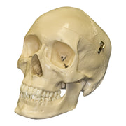 Replica Human Skull with Teeth for Extraction 4 Part