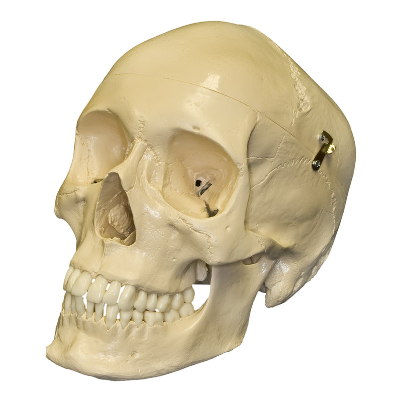 Replica Human Skull with Teeth for Extraction 4 Part