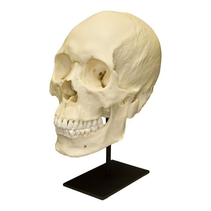 Replica Human Skull - Asian Male