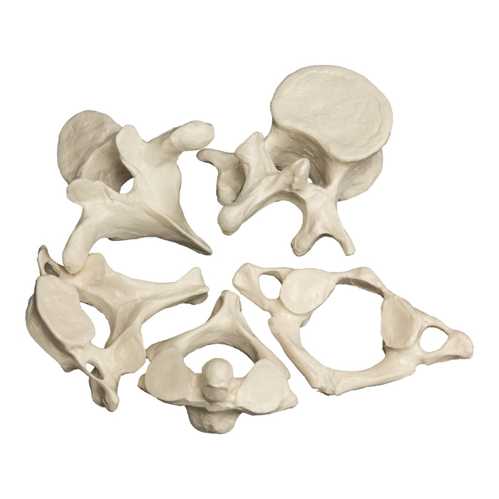 Replica Human Vertebrae 5-Piece Set For Sale — Skulls Unlimited ...