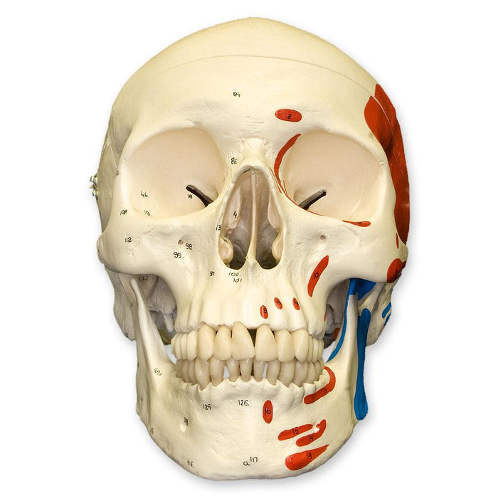 Replica Human Skull with Muscles