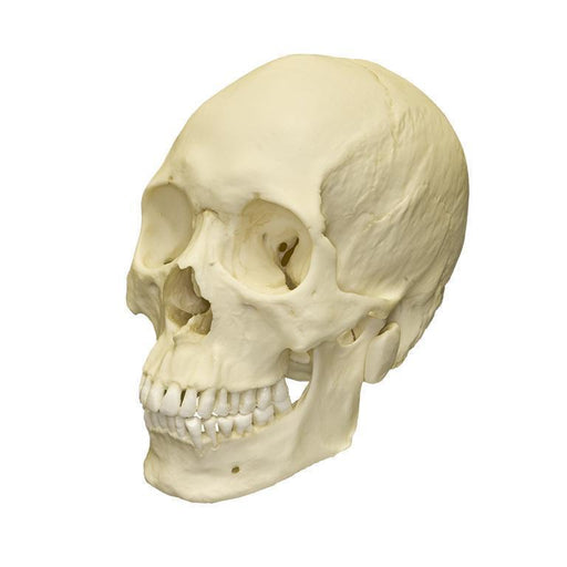 Replica Human Skull - Asian Male