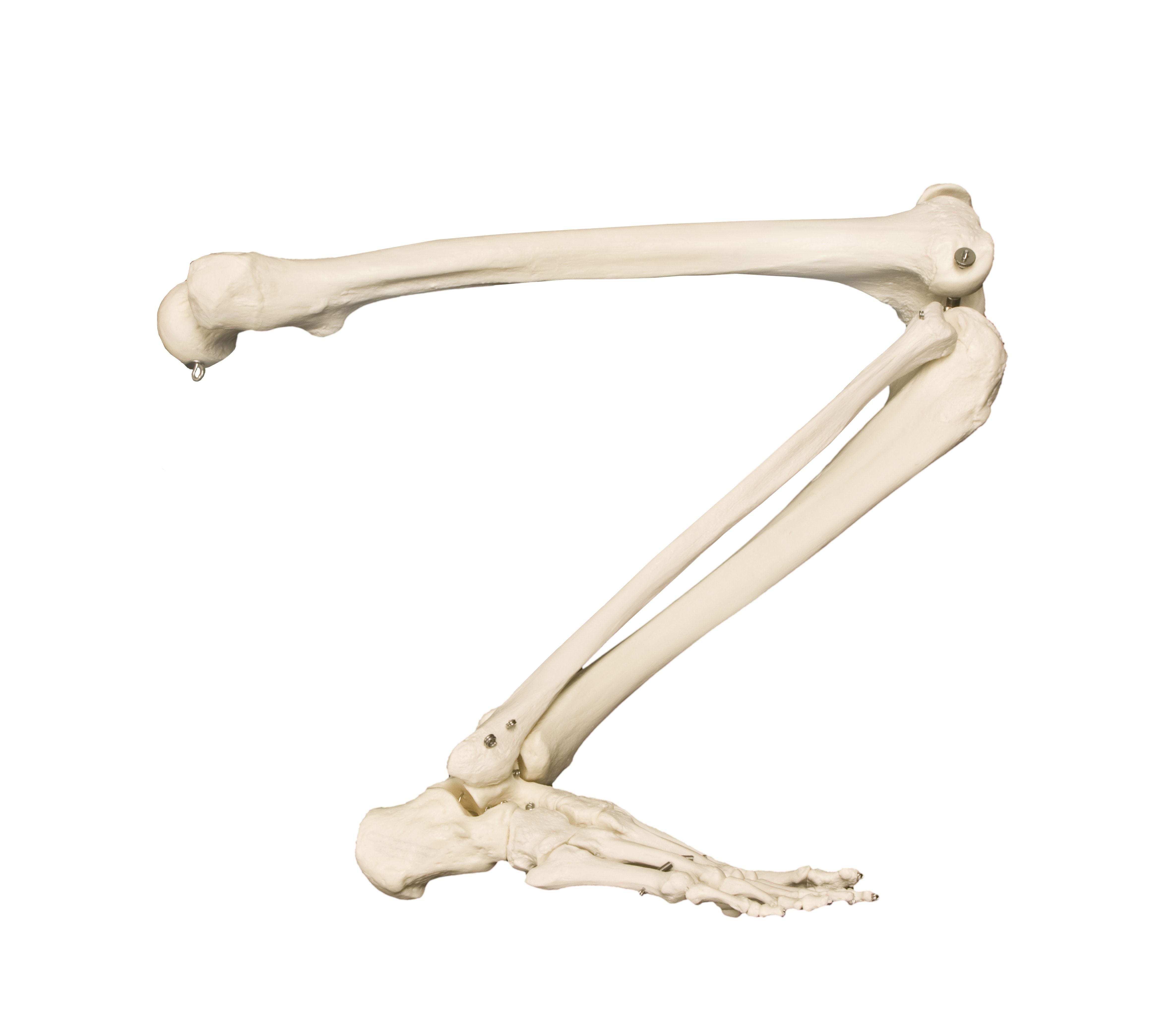 Human Leg Bones