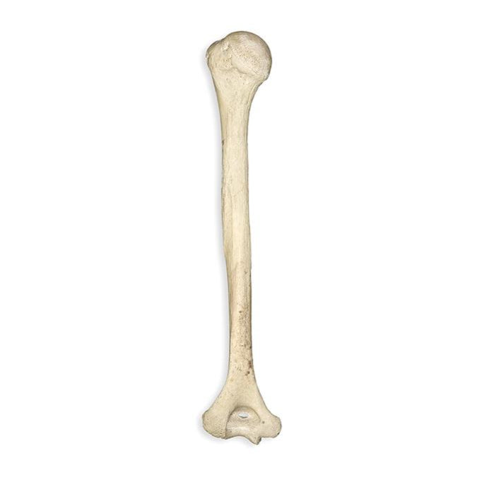 Single Humerus Real Humerus Bone