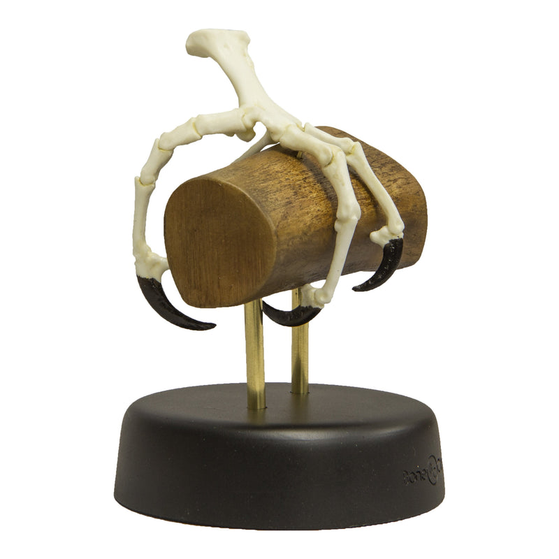 Replica Hyacinth Macaw Foot