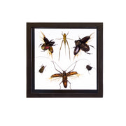 Real Taxidermy Flying Insects in Black Frame - Set of 6