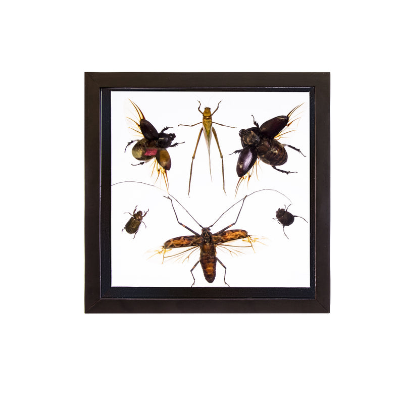Real Taxidermy Flying Insects in Black Frame - Set of 6