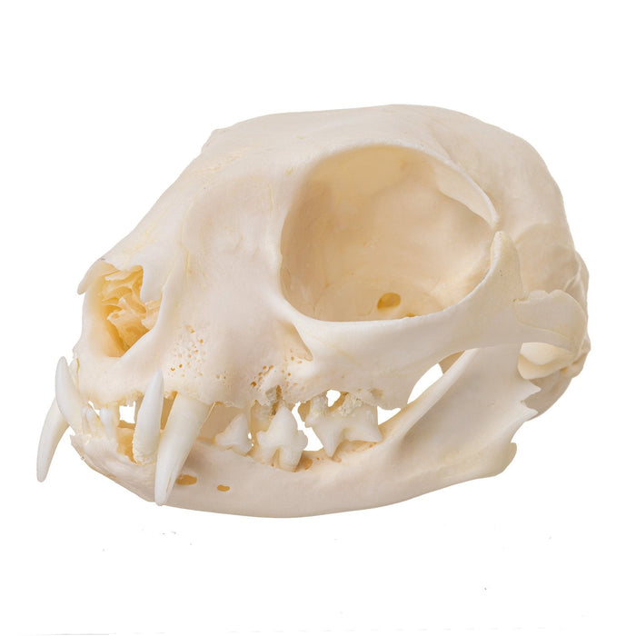 Real Domestic Cat Skull - Periodontal