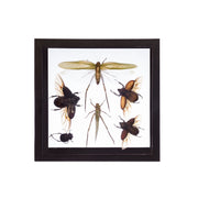 Real Taxidermy Flying Insects in Black Frame - Set of 6
