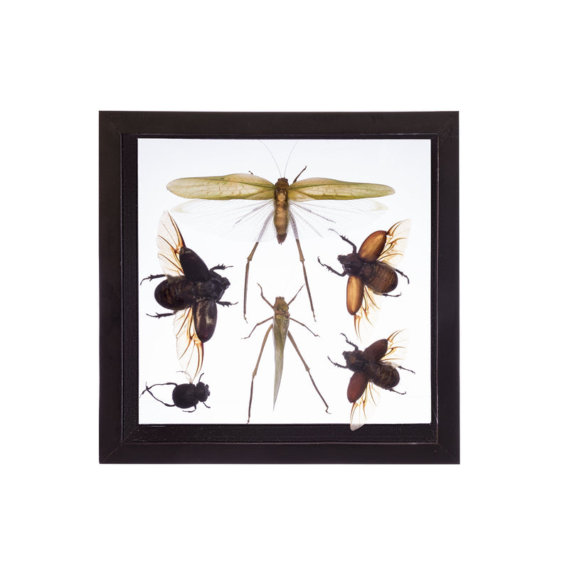 Real Taxidermy Flying Insects in Black Frame - Set of 6