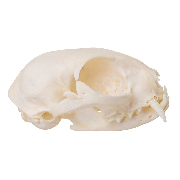 Real Domestic Cat Skull - Periodontal