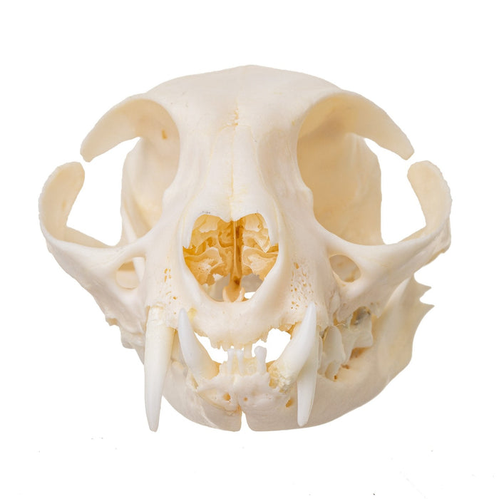 Real Domestic Cat Skull - Periodontal
