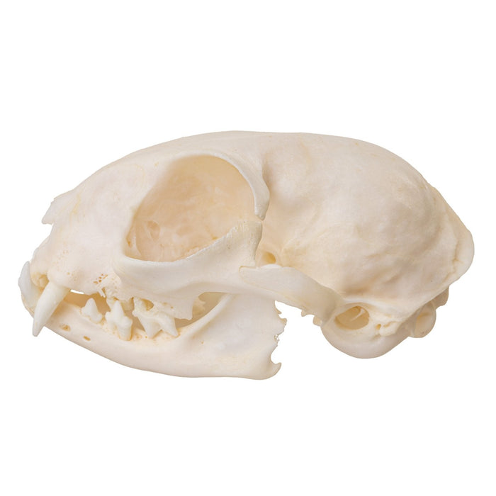 Real Domestic Cat Skull - Periodontal