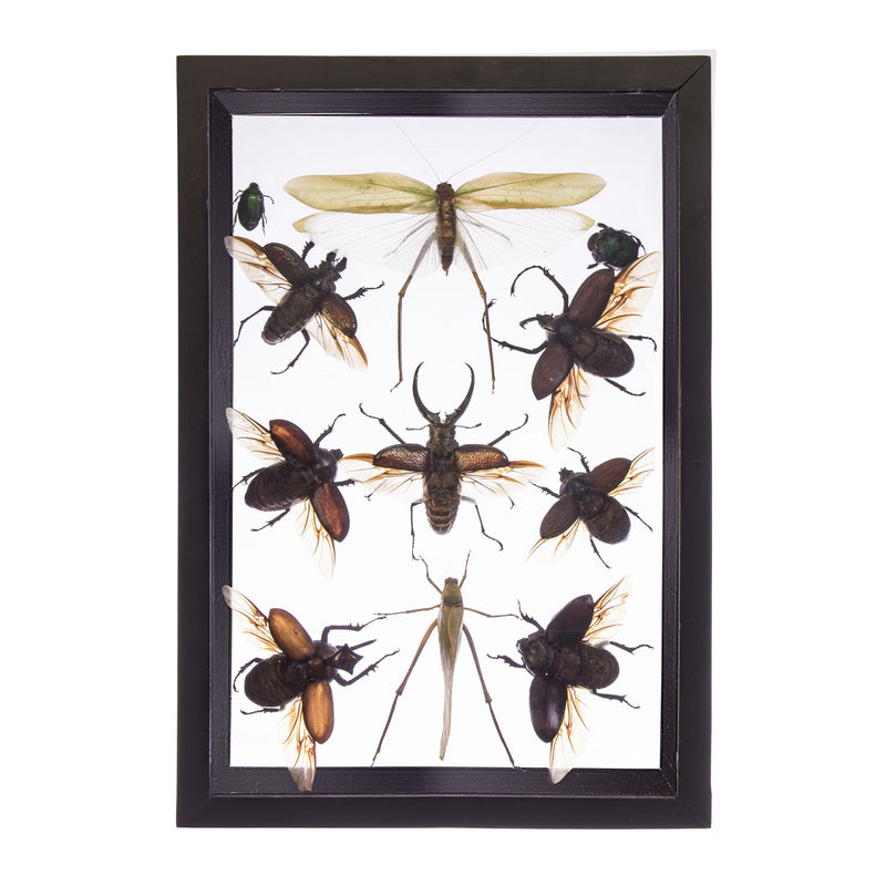 Real Taxidermy Flying Insects in Black Frame - Set of 11