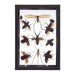 Real Taxidermy Flying Insects in Black Frame - Set of 11