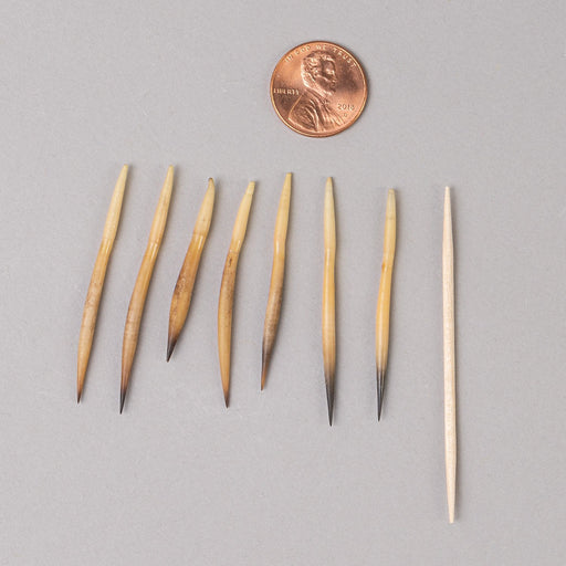 Real Short Beaked Echidna Quill - Small, Single