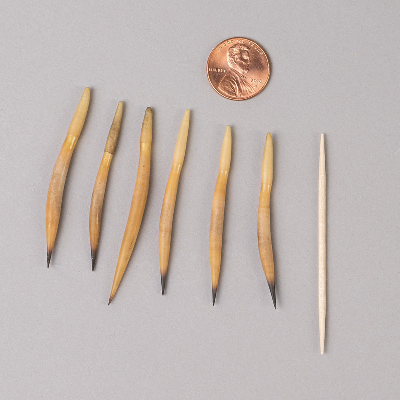 Real Short Beaked Echidna Quill - Medium, Single