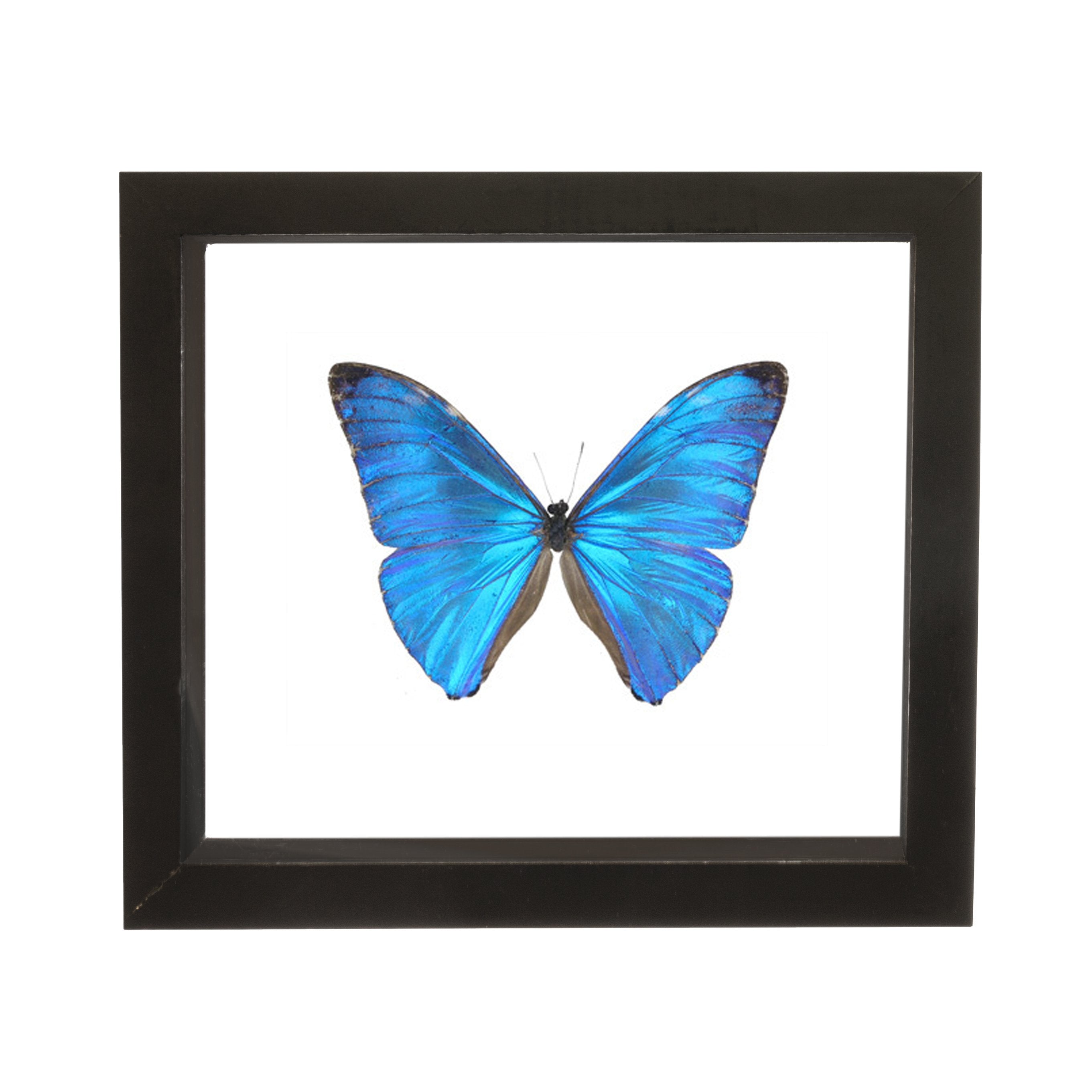 Morpho様 Morpho様 Morpho luna | White Morpho Butterflies | A1 Dry-Preserved