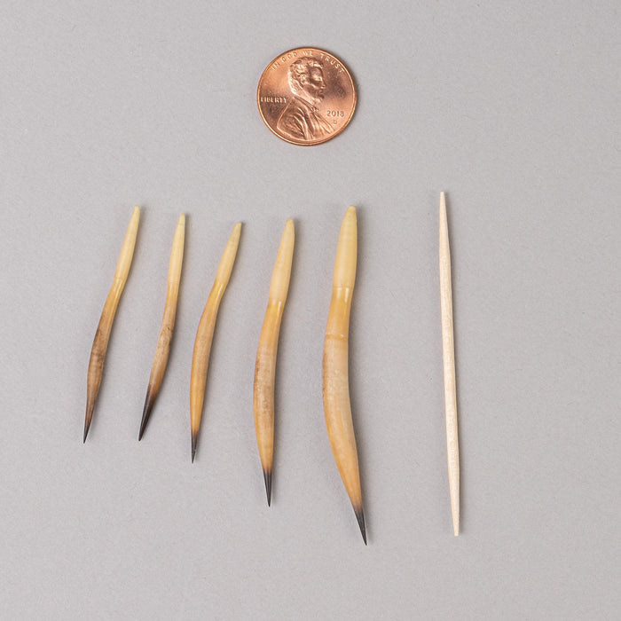 Real Short Beaked Echidna Quills Set (2 Medium and 3 Small) — Skulls