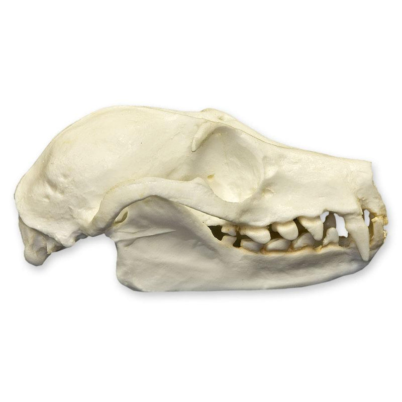 Replica Fruit Bat Skull