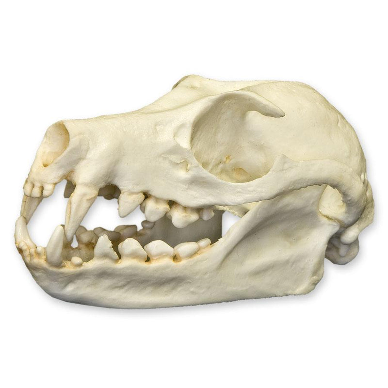 Replica Fruit Bat Skull