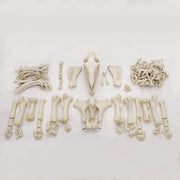 Real Draft Horse Skeleton - Disarticulated