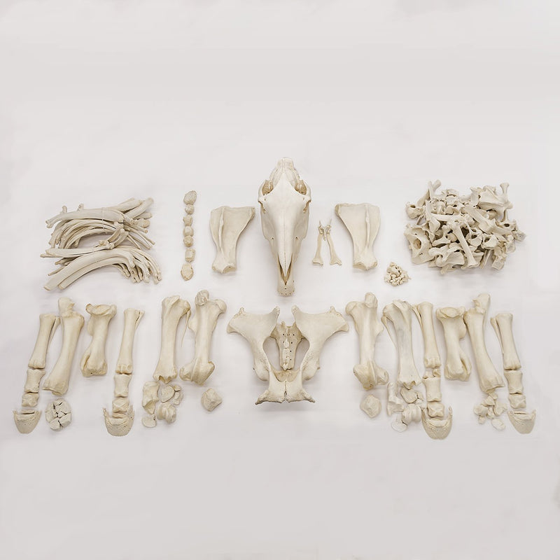 Real Draft Horse Skeleton - Disarticulated
