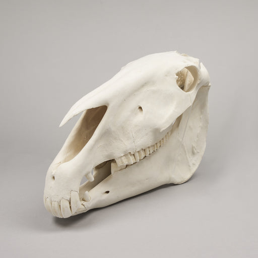 Real Draft Horse Skeleton - (Disarticulated)
