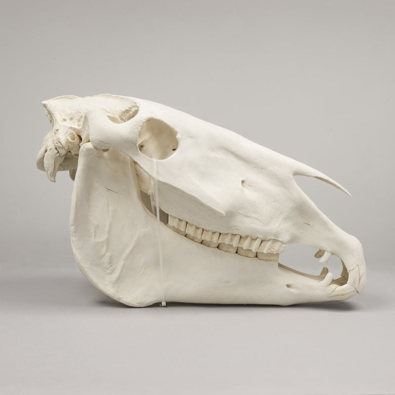 Real Draft Horse Skeleton - Disarticulated
