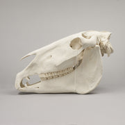 Real Draft Horse Skeleton - Disarticulated