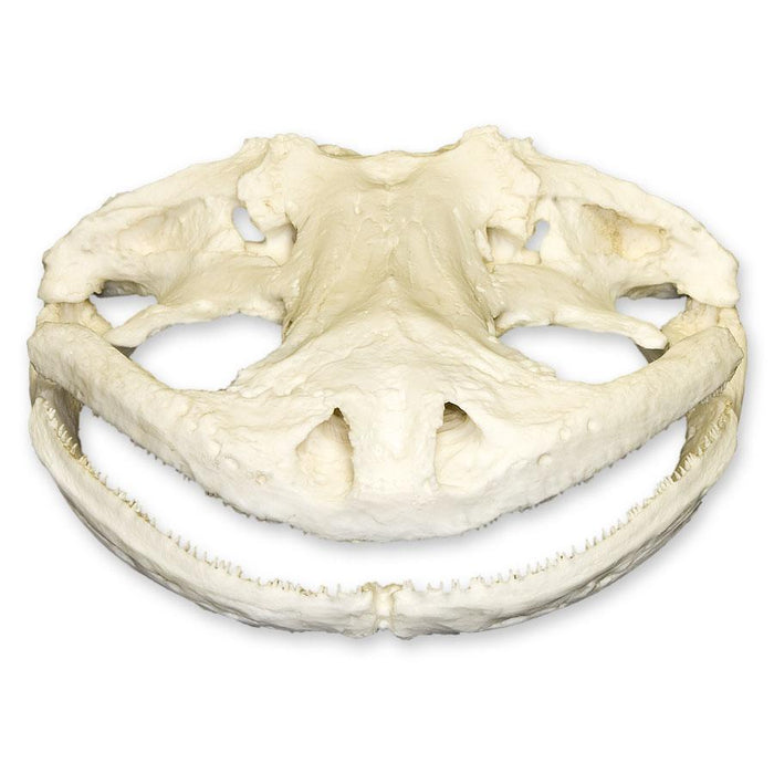 Replica Giant Salamander Skull
