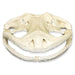 Replica Giant Salamander Skull