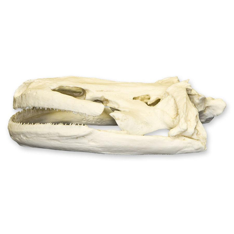 Replica Giant Salamander Skull