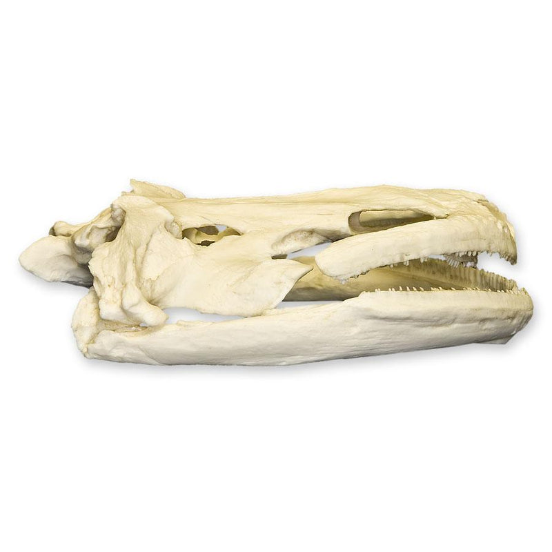 Replica Giant Salamander Skull