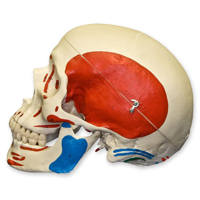 Replica Human Skull with Muscles