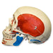 Replica Human Skull with Muscles
