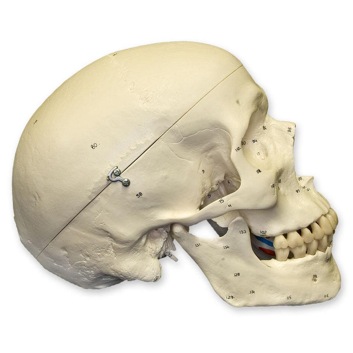 Replica Human Skull with Muscles