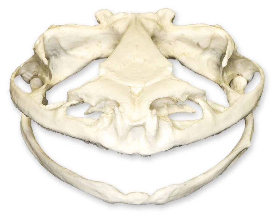 Replica Goliath Frog Skull