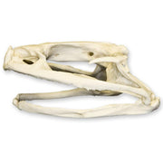 Replica Goliath Frog Skull