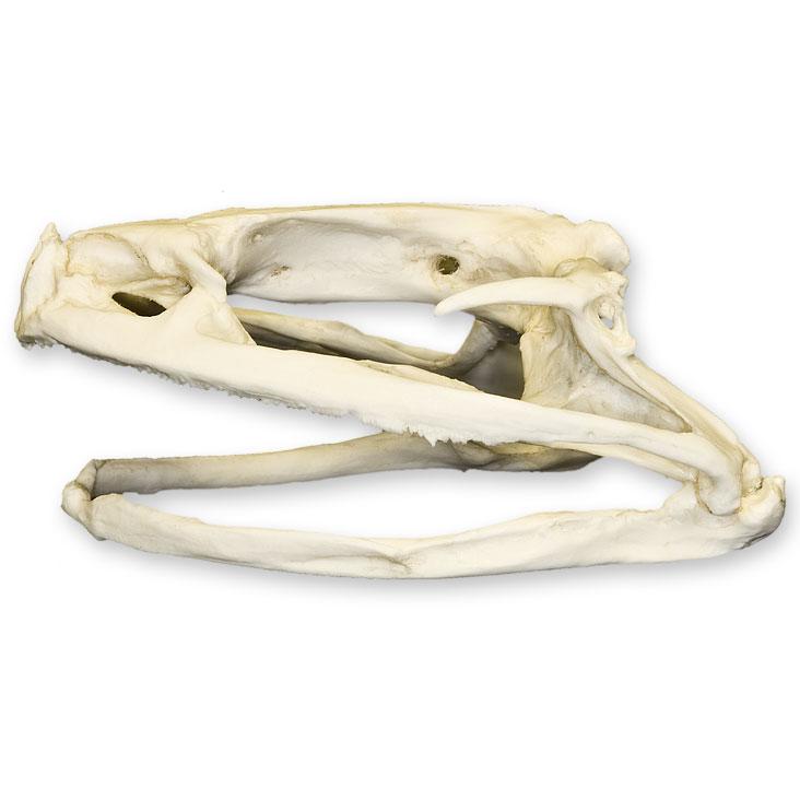 Replica Goliath Frog Skull