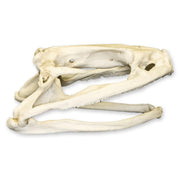 Replica Goliath Frog Skull