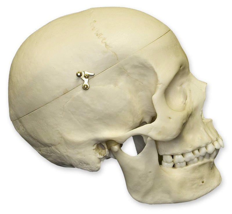 Replica Human Female Medical Quality Skull with Calvarium Cut