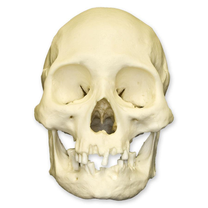 Replica Human Skull - American Indian Female