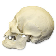 Replica Human Skull - American Indian Female
