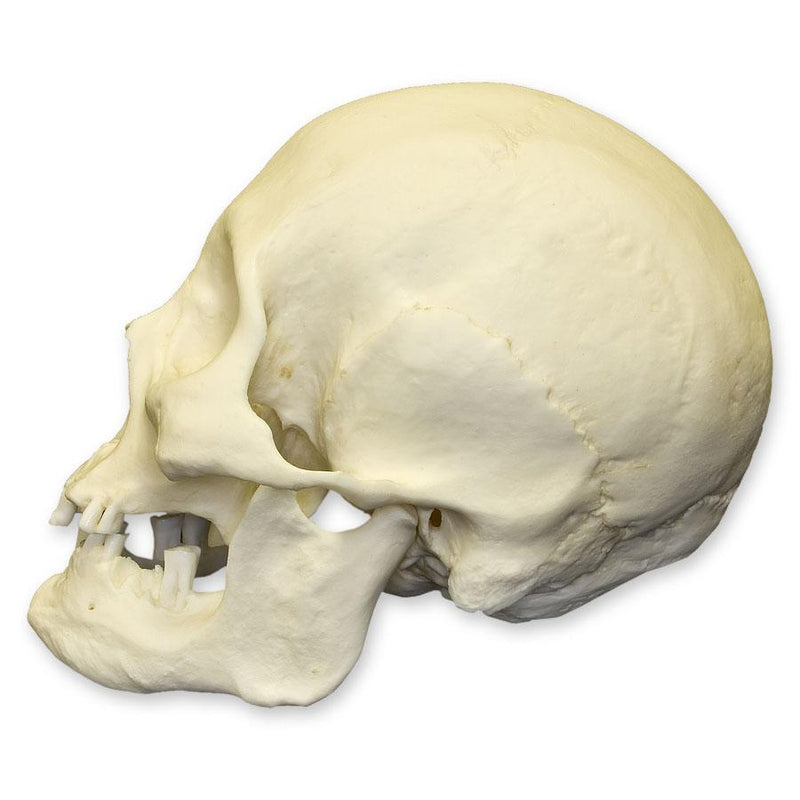 Replica Human Skull - American Indian Female